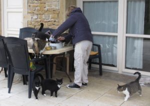 nourrissage des 15 chats