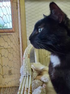 Baguéra est un mâle noir avec sa médaille blanche est un vrai "pot de colle", il n'a jamais assez de câlins, mais vous en donnera pleins en retour. Mais Baguéra est un chat exclusif, et devra être le seul chat de votre maison. Baguéra est identifié et stérilisé, il a 4 ans. Il vous attend, appelez le 06 65 63 35 65