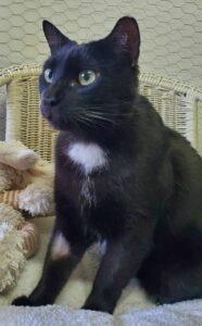 Baguéra est un mâle noir avec sa médaille blanche est un vrai "pot de colle", il n'a jamais assez de câlins, mais vous en donnera pleins en retour. Mais Baguéra est un chat exclusif, et devra être le seul chat de votre maison. Baguéra est identifié et stérilisé, il a 4 ans. Il vous attend, appelez le 06 65 63 35 65