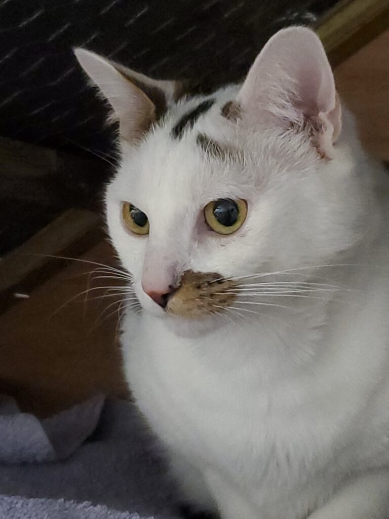Baguéra (& Nougat). Nougat avec sa belle démarche féline, sa puissance quand il saute sur votre épaule, son calme et sa tendresse, vous séduira par ses ronrons. Baguéra & Nougat ont vécu ensemble en appartement et sont adoptables de suite, vous aurez très vite l’impression qu’ils vous accompagnent depuis toujours. Il serait compliqué de les séparer, qui sera leur famille pour la vie ?