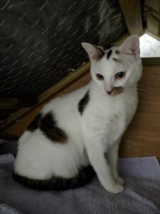 Qui voudra adopter Nougat, un chat de 18 mois, très câlin et attachant, ce chat adulte, saura vous combler de bonheur et vous faire les yeux doux.
