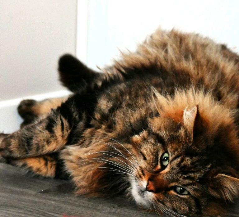 Pacha est un très joli chat à poils longs qui aime la compagnie. Il vivait dehors et sa fourrure n’était pas entretenue, nous avons donc dû le dépouiller, après repousse, il sera magnifique !