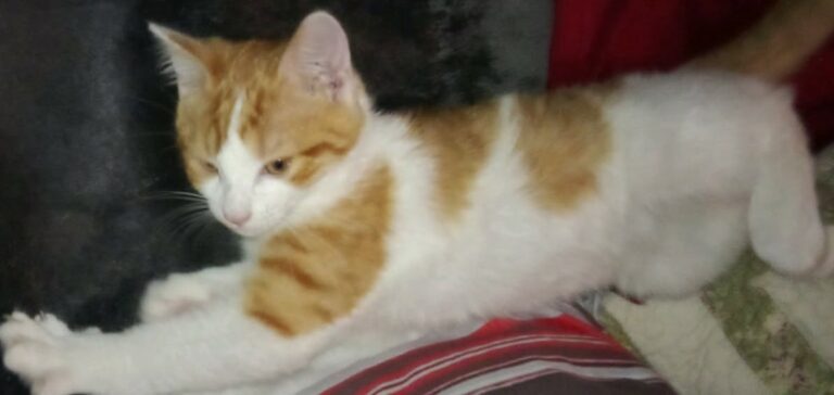 Zébulon est un ado à l’adoption. Aussi vif que câlin, - de 5 mois, il attend sa famille. Un extérieur sera bienvenu.