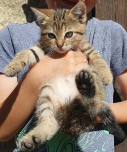 Adonis est un petit mâle de deux mois, bientôt prêt à rejoindre une famille qui saura l'aimer. Comme tous les chatons, il est joueur et attend de l'attention et de l'amour.
Il sera identifié avant son adoption.
Pour rencontrer Adonis, sa soeur Alma ou son frère Aladin, ou avoir plus de renseignements, merci d'appeler le 06 65 63 35 65