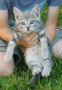 Aladin est un petit mâle de deux mois, bientôt prêt à rejoindre une famille qui saura l'aimer. Comme tous les chatons, il est joueur et attend de l'attention et de l'amour.
Il sera identifié avant son adoption.
Pour rencontrer Aladin, sa soeur Alma ou son frère Adonis, ou avoir plus de renseignements, merci d'appeler le 06 65 63 35 65