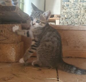 Alma est une petite femelle de deux mois, bientôt prête à rejoindre une famille qui saura l'aimer. Comme tous les chatons, elle est joueuse et attend de l'attention et de l'amour.
Elle sera identifiée avant son adoption.
Pour rencontrer Alma ou ses frères Adonis et Aladin, ou avoir plus de renseignements, merci d'appeler le 06 65 63 35 65