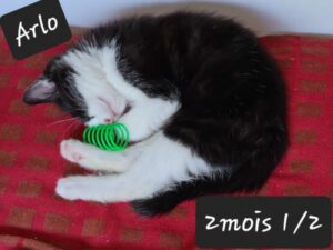 Arlo est un petit mâle de 2 mois 1/2.
Sa maman s'en est fort bien occupé, il est bien sociabilisé et sera prêt à rejoindre sa famille dès qu'il sera identifié, ce qui ne va pas tarder...