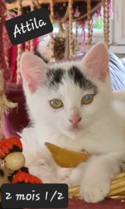 Attila est une petite femelle de 2 mois 1/2.
Sa maman s'en est fort bien occupé, elle été bien sociabilisé et sera prête à rejoindre sa nouvelle famille dès qu'elle sera identifiée, ce qui ne va pas tarder...