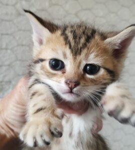 Chicca , la maman, et ses 4 bébés. Nés le 5 mai chez la famille d'accueil, ils seront adoptables vers le 15 juillet. Leur jeune maman est extrêmement attentionnée. 3 petites femelles tigrées, et un petit mâle noir. Ils seront identifiés avant leur adoption. Pour les rencontrer ou connaître les conditions de leur adoption, merci d'appeler le 06 65 63 35 65.