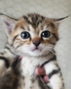Chicca , la maman, et ses 4 bébés. Nés le 5 mai chez la famille d'accueil, ils seront adoptables vers le 15 juillet. Leur jeune maman est extrêmement attentionnée. 3 petites femelles tigrées, et un petit mâle noir. Ils seront identifiés avant leur adoption. Pour les rencontrer ou connaître les conditions de leur adoption, merci d'appeler le 06 65 63 35 65.