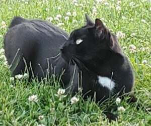 Baguéra est un mâle noir avec sa médaille blanche est un vrai "pot de colle", il n'a jamais assez de câlins, mais vous en donnera pleins en retour. Mais Baguéra est un chat exclusif, et devra être le seul chat de votre maison. Baguéra est identifié et stérilisé, il a 4 ans. Il vous attend, appelez le 06 65 63 35 65