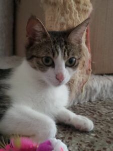 Chicca, la maman, et ses 4 bébés. Nés le 5 mai chez la famille d'accueil, ils seront adoptables vers le 15 juillet. Leur jeune maman est extrêmement attentionnée. 3 petites femelles tigrées, et un petit mâle noir. Ils seront identifiés avant leur adoption. Pour les rencontrer ou connaître les conditions de leur adoption, merci d'appeler le 06 65 63 35 65.