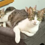 Cicca une très jolie minette, qui malgré sont jeune âge a parfaitement élevé ses bébés. Maintenant c'est à elle de chercher sa famille, elle a à peine 1 an, et sera stérilisée et identifiée très prochainement. Cicca vient de la rue, un jardin serait l'idéal pour elle.