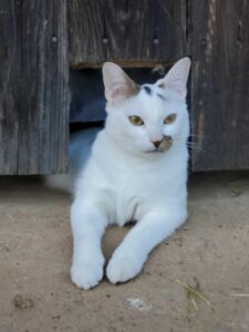 Qui voudra adopter Nougat, un chat de 18 mois, très câlin et attachant, ce chat adulte, saura vous combler de bonheur et vous faire les yeux doux.