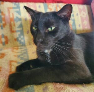 Baguéra est un mâle noir avec sa médaille blanche est un vrai "pot de colle", il n'a jamais assez de câlins, mais vous en donnera pleins en retour. Mais Baguéra est un chat exclusif, et devra être le seul chat de votre maison. Baguéra est identifié et stérilisé, il a 4 ans. Il vous attend, appelez le 06 65 63 35 65