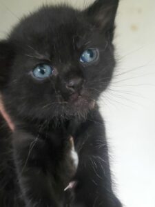 Chicca , la maman, et ses 4 bébés. Nés le 5 mai chez la famille d'accueil, ils seront adoptables vers le 15 juillet. Leur jeune maman est extrêmement attentionnée. 3 petites femelles tigrées, et un petit mâle noir. Ils seront identifiés avant leur adoption. Pour les rencontrer ou connaître les conditions de leur adoption, merci d'appeler le 06 65 63 35 65.