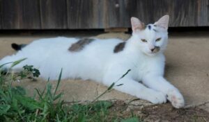 Qui voudra adopter Nougat, un chat de 18 mois, très câlin et attachant, ce chat adulte, saura vous combler de bonheur et vous faire les yeux doux.
