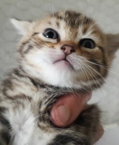 Chicca , la maman, et ses 4 bébés. Nés le 5 mai chez la famille d'accueil, ils seront adoptables vers le 15 juillet. Leur jeune maman est extrêmement attentionnée. 3 petites femelles tigrées, et un petit mâle noir. Ils seront identifiés avant leur adoption. Pour les rencontrer ou connaître les conditions de leur adoption, merci d'appeler le 06 65 63 35 65.
