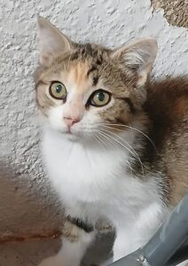Adorable