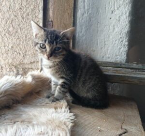 Al Capone
