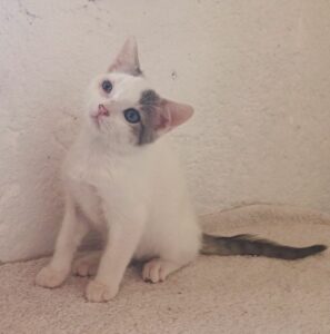 Anatole 1