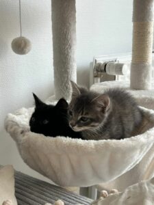 Aeden & Anoki