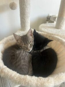 Anoki & Aeden
