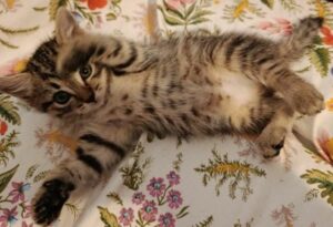 Aya 1289186780592541618