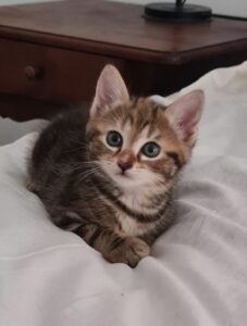BABY-LOU