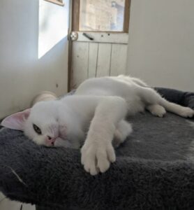 ANATOLE2
