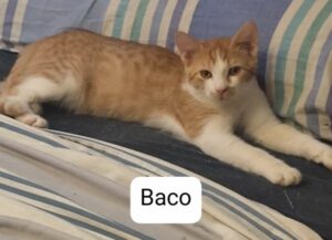 BACO