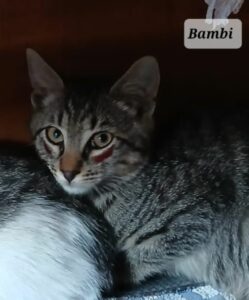 BAMBY