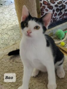 BAO
