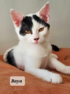 BAYA