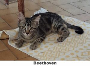 BEETHOVEN-modified