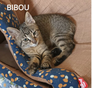 BIBOU