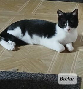BICHE