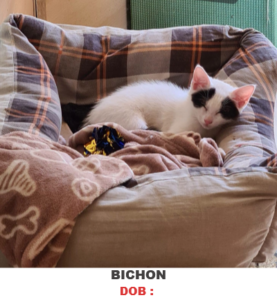 BIChON_n-modified