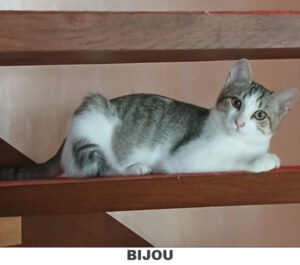 BIJOU-modified