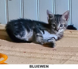 BLUEWEN