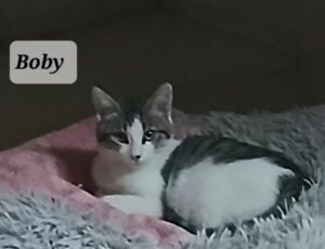 BOBBY