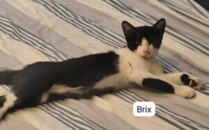 BRIX