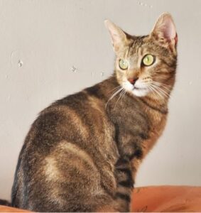 TICA